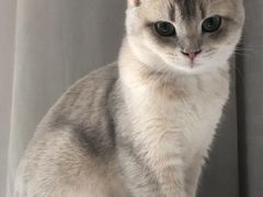 -猫大福·Fortune Cat猫舍(百子湾店)