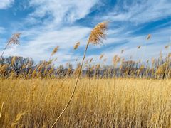 -野鸭湖国家湿地公园