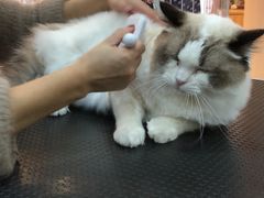 -e嘉宠物店(北大街店)
