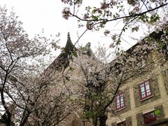 -武汉大学-樱园