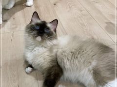 -Bastet sally猫舍购宠(静安店)