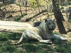 -大连森林动物园