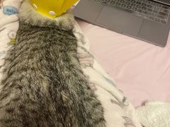 -宠颐生动物医院·心脏科·保险定点(锦阳分院)