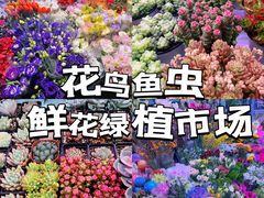 -花鸟鱼虫鲜花绿植市场(玉泉路店)