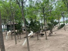 -南大港湿地风景区