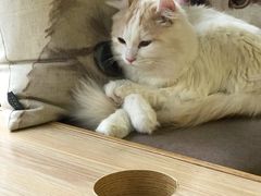 -猫和宫(六道口店)