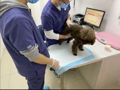 -福州肆爪动物医院