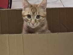 -纳吉亚猫专科动物诊疗中心(蒋宅口分院)