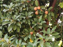 -广州神农草堂中医药博物馆