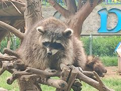 -石家庄市动物园