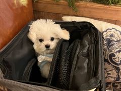 -玛格萝妮比萨屋(陆家浜路店)