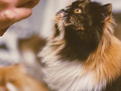 -More Fun猫咖 二十只万元加菲主题