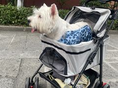 -南岳衡山风景名胜区-南岳大庙