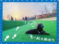 -爪吧宠物乐园·宠物泳池(温榆河示范区店)