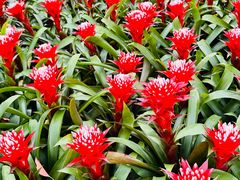 -上海鲜花港