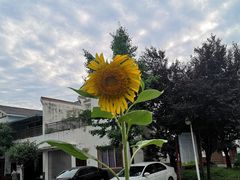 -老杨砂锅鱼庄