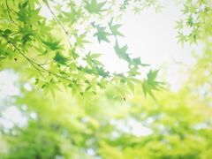 -西芳寺(苔寺)
