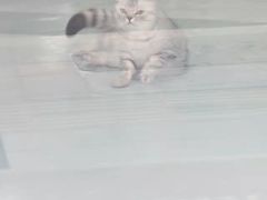 -汪喵宠物医院·骨科心脏影像·犬猫急重症ICU诊疗中心(成华分院)