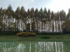 -贡湖湾湿地公园