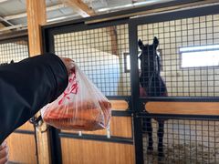 -北京群众马术培训基地