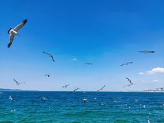 -海驴岛(荣成市)