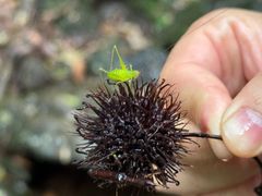 -大余丫山旅游度假区