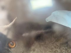 -A猫a狗全科·犬猫异宠·芥西宠物医院(南开总院)