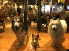 -more than meow吴止猫主题餐厅(承德 中船汇店)