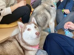 -Husky Go! 哈士奇体验馆·宠物咖啡厅狗咖