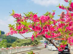 -正宗火盆自助烧烤·烤全羊·柴火鸡(龙泉山店)