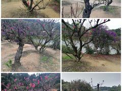 -南国桃园旅游度假区