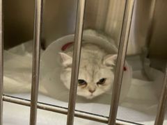 -宠爱国际动物医院· 猫科· 外科·中兽医(长白店)