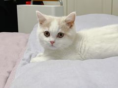 -欣宠猫屋·矮脚拿破仑·蓝金金渐层