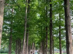 -金银湖国家城市湿地公园