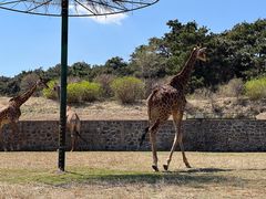 -沈阳森林动物园