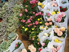 -龙大花卉苗木市场