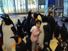-芜湖新华联大白鲸海洋公园
