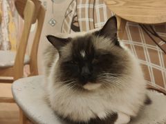-Let's go狗咖·猫咖·奶狗·桌游(春熙路IFS店)