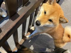 -长白山万达喜来登度假酒店