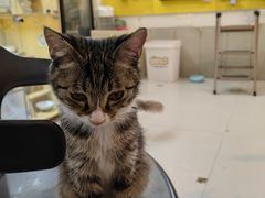 -平行世界·猫咖(首经贸店)