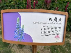 -径山花海