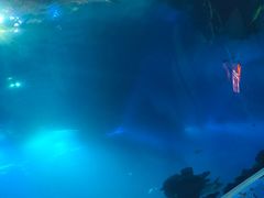 -海棠湾洲际-涛·海底餐厅·美人鱼·自助餐·海底隧道