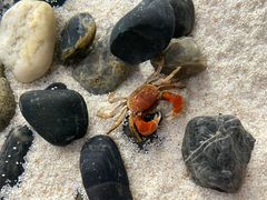 -上海大自然野生昆虫馆(东方明珠·爬宠昆虫探索中心)