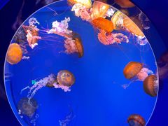 -海合安青岛极地海洋公园