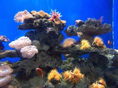 -烟台海昌鲸鲨海洋公园