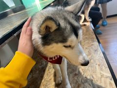-Husky Go! 哈士奇体验馆·宠物咖啡厅狗咖