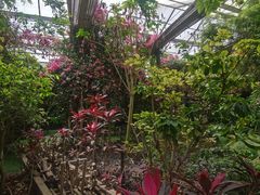 -呀路古热带植物园