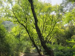 -铁山坪森林公园