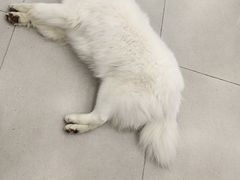 -安格丽娜·狗咖·猫咖羊驼咖(春熙路百盛商场店)