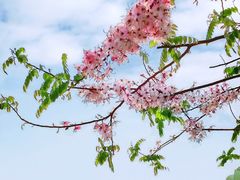 -深圳国际园林花卉博览园